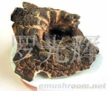 供应（野生ManBetX体育）黑虎掌菌(图)