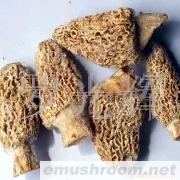 供应（野生Manbetx体育手机版V17版本发布.官网安卓网.香港）Manbetx体育手机版推荐A9版本(图)