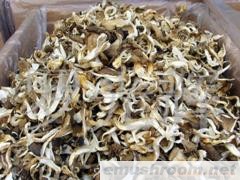 供应（野生Manbetx体育手机版推荐A9版本）平菇条(图)