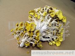 供应（野生Manbetx体育手机版推荐A9版本）榆黄菇(图)