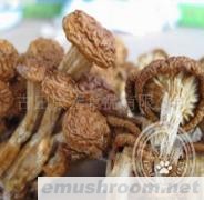 供应滑子菇、茶树菇,香菇,花菇,Manbetx体育手机版V17版本发布.官网安卓网.香港，竹荪、辣椒