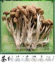 供应茶树菇,香菇,花菇,Manbetx体育手机版推荐A9版本，竹荪、辣椒、黑木耳