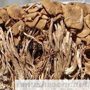 供应茶树菇,香菇,花菇,Manbetx体育手机版推荐A9版本，竹荪、辣椒、黑木耳