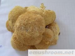 供应猴头菇,香菇,茶树菇,Manbetx体育手机版推荐A9版本,竹荪,黑木耳