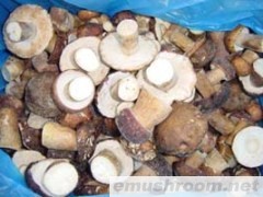 供应冰冻美味牛肝菌