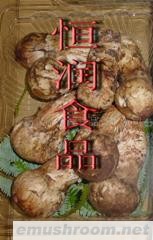 供应松茸菌