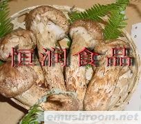供应松茸菌