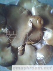 供应盐渍鲍鱼菇