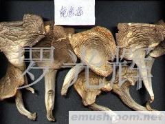 批发野生菌 Manbetx体育手机版推荐A9版本 鲍鱼菇干品(图)