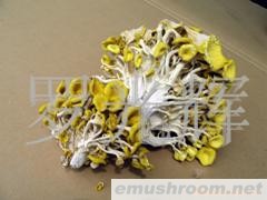 批发野生菌 Manbetx体育手机版V17版本发布.官网安卓网.香港 榆黄菇干品(图)