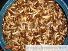 供应盐渍滑子蘑