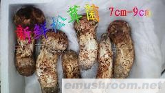 供应松茸菌