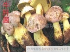 供应牛肝菌