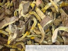 供应食用菌 黄牛肝 细黄菌 黄香菌 等