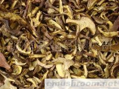 供应野生菌 牛肝菌 农副土特产品