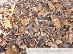 供应黄花松茸干片