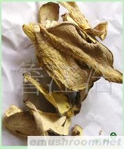 供应Manbetx体育手机版V17版本发布.官网安卓网.香港&mdash;&mdash;牛肝菌