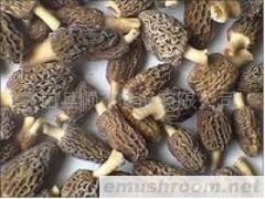 供应ManBetX体育及ManBetX体育柄