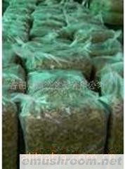 供应大量散装茶树菇