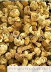 供应大量散装干品姬松茸