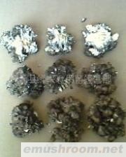 供应灰树花干品