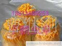 批发供应孢子头北虫草