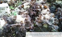 批发供应黑木耳