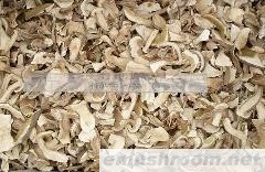 供应美味牛肝菌