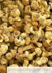供应牛肝菌 散装姬松茸2