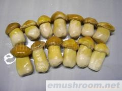 供应牛肝菌 盐渍雪山美味又名球盖菇