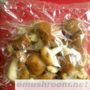 供应新鲜香菇图)(图)