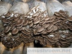 供应珍稀ManBetX体育