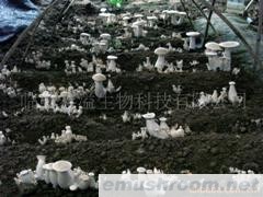 供应珍稀ManBetX体育