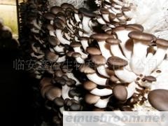 供应珍稀ManBetX体育