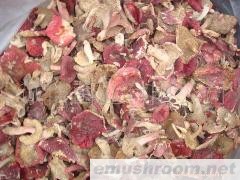 批发供应野生红菌 红菇 土特产 野生菌 红菌