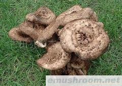 供应野山珍/Manbetx体育手机版推荐A9版本/黑虎掌菌