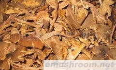 供应野山珍/ManBetX体育/鸡枞菌