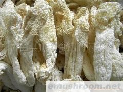 供应大量野生竹荪/香荪/长裙竹荪