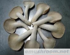 供应秀珍菇(图)