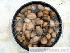 供应盐泽草菇100吨