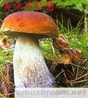 供应美味牛肝菌