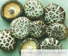 供应花菇,茶花菇