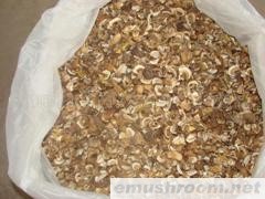 批发供应美味牛干菌 白牛肝 Manbetx体育手机版推荐A9版本