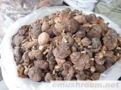 供应干香菇