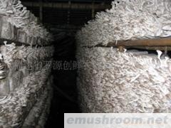 供应秀珍菇(图)