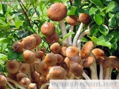 供应四川北川特产茶树菇