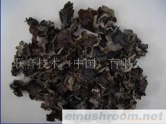 黑木耳,东北黑木耳,野生黑木耳(图)