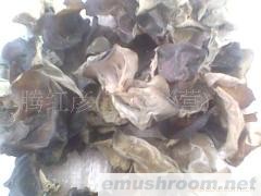 供应黑木耳