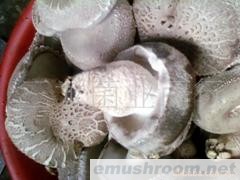 供应鲜香菇