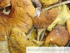 供应 野生菌/牛肝菌/黄落伞/鸡纵菌/黄牛肝